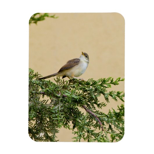 Magnet Flexible Carte postale Sparrow (Vertical)