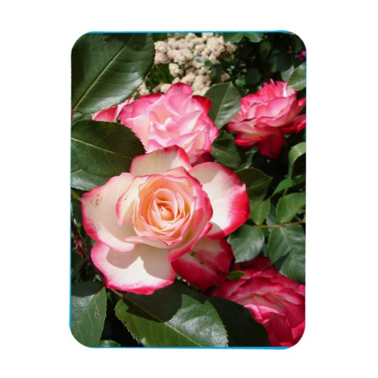 Magnet Flexible Carte Rose de fleurs Roses rouge et blanc (Vertical)