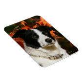 Magnet Flexible Casque Collie Automne Bordure (Côté Droit)