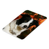 Magnet Flexible Casque Collie Automne Bordure (Côté Gauche)