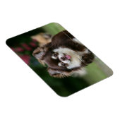 Magnet Flexible Casque long Haired Chihuahua 1 (Côté Droit)