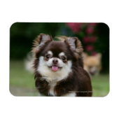Magnet Flexible Casque long Haired Chihuahua 1 (Horizontal)
