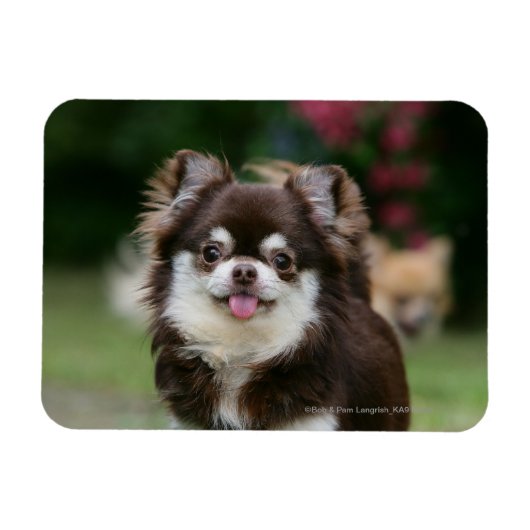 Magnet Flexible Casque long Haired Chihuahua 1 (Horizontal)