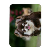 Magnet Flexible Casque long Haired Chihuahua 1 (Vertical)