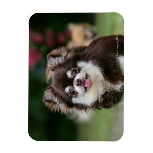 Magnet Flexible Casque long Haired Chihuahua 1 (Vertical)