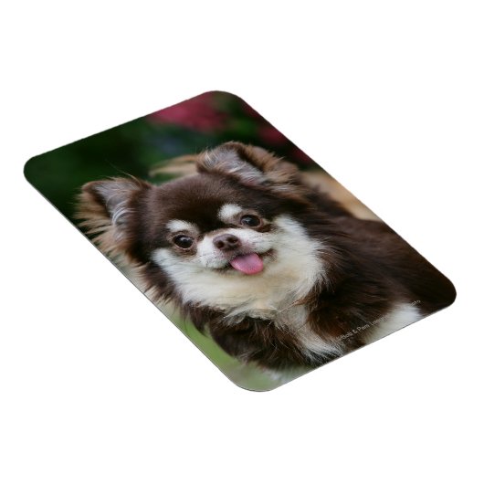 Magnet Flexible Casque long Haired Chihuahua 1 (Côté Droit)