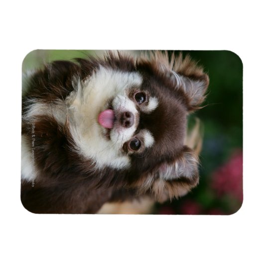 Magnet Flexible Casque long Haired Chihuahua 1 (Horizontal)