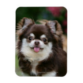 Magnet Flexible Casque long Haired Chihuahua 1 (Vertical)