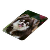 Magnet Flexible Casque long Haired Chihuahua 1 (Côté Gauche)