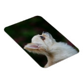 Magnet Flexible Casque long Haired Chihuahua 2 (Côté Droit)