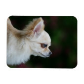 Magnet Flexible Casque long Haired Chihuahua 2 (Horizontal)