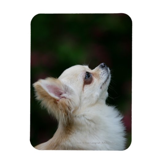 Magnet Flexible Casque long Haired Chihuahua 2 (Vertical)