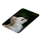 Magnet Flexible Casque long Haired Chihuahua 2 (Côté Gauche)