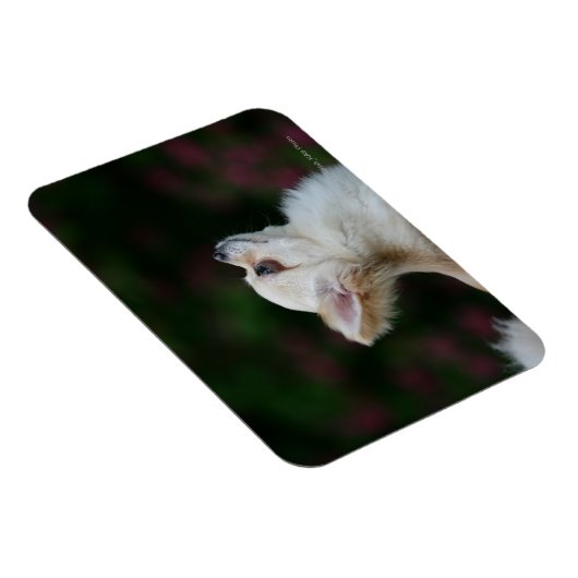 Magnet Flexible Casque long Haired Chihuahua 2 (Côté Droit)