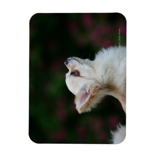 Magnet Flexible Casque long Haired Chihuahua 2 (Vertical)