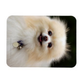 Magnet Flexible Casque Poméranien 1 (Horizontal)