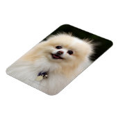 Magnet Flexible Casque Poméranien 1 (Côté Gauche)