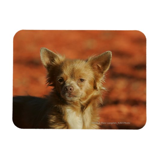 Magnet Flexible Casquette Chihuahua Puppy (Horizontal)