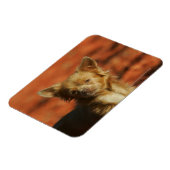 Magnet Flexible Casquette Chihuahua Puppy (Côté Gauche)