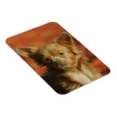 Magnet Flexible Casquette Chihuahua Puppy (Côté Droit)