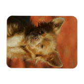 Magnet Flexible Casquette Chihuahua Puppy (Horizontal)