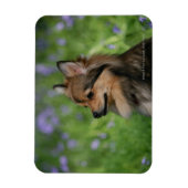 Magnet Flexible Casquette Poméranie (Vertical)