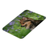 Magnet Flexible Casquette Poméranie (Côté Gauche)