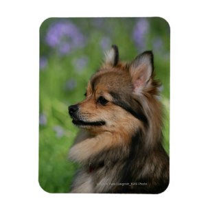 Magnet Flexible Casquette Poméranie