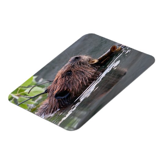 Magnet Flexible castor (Côté Gauche)