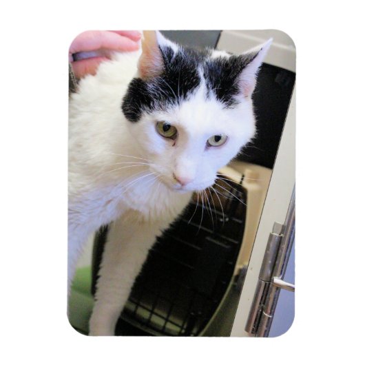 Magnet Flexible Cat (Vertical)