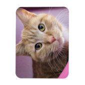 Magnet Flexible Cat (Vertical)