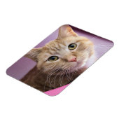 Magnet Flexible Cat (Côté Gauche)