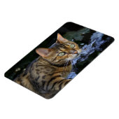 Magnet Flexible Cat du Bengale (Côté Gauche)
