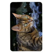 Magnet Flexible Cat du Bengale (Vertical)