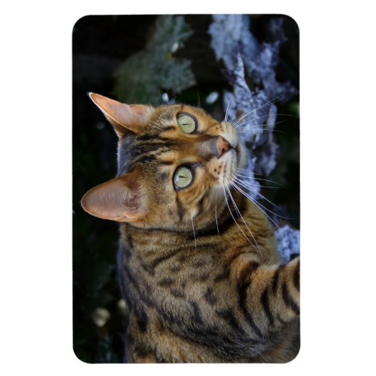 Magnet Flexible Cat du Bengale (Vertical)