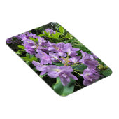 Magnet Flexible Catawbiense Boursault Rhododendrons, Oregon (Côté Droit)