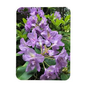 Magnet Flexible Catawbiense Boursault Rhododendrons, Oregon