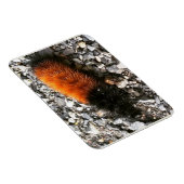 Magnet Flexible Caterpillar d'ours laineux (Côté Droit)