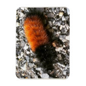Magnet Flexible Caterpillar d'ours laineux (Vertical)
