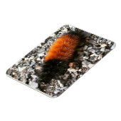 Magnet Flexible Caterpillar d'ours laineux (Côté Gauche)
