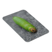 Magnet Flexible Caterpillar Extraordinaire - Antheraea Polyphemus (Côté Droit)