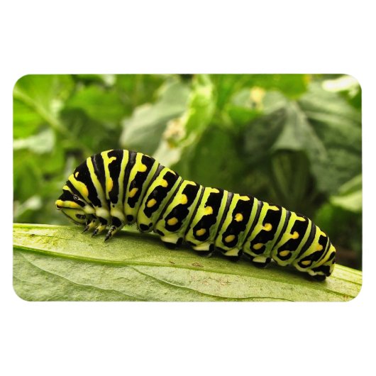 Magnet Flexible Caterpillar noire (Horizontal)