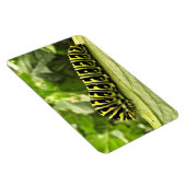 Magnet Flexible Caterpillar noire (Côté Droit)