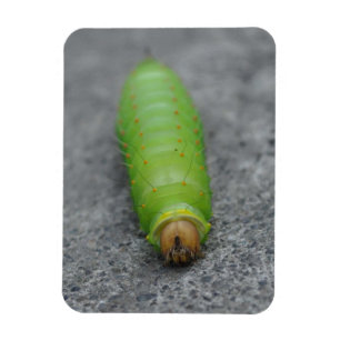 Magnet Flexible Caterpillar stupéfiant - Antheraea Polyphemus