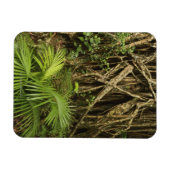 Magnet Flexible Cathédrale Fig, Yungaburra, Atherton Tableland (Horizontal)