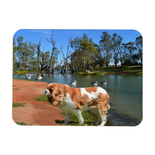 Magnet Flexible Cavalier Spaniel Et Pélicans, (Horizontal)