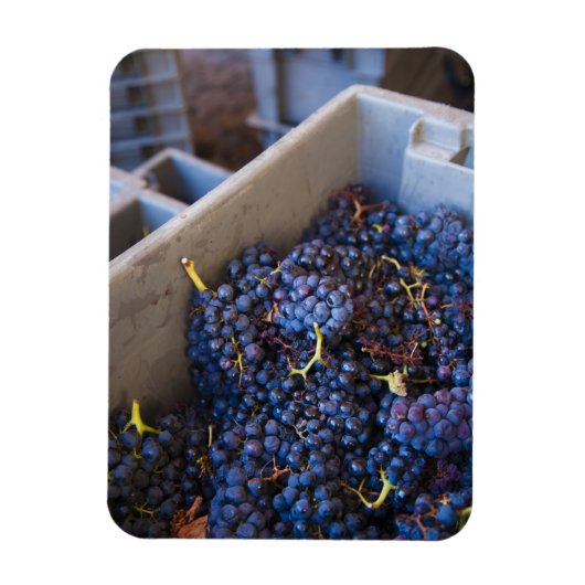 Magnet Flexible Cave à vin Bodega Marques de Riscal, raisins (Vertical)