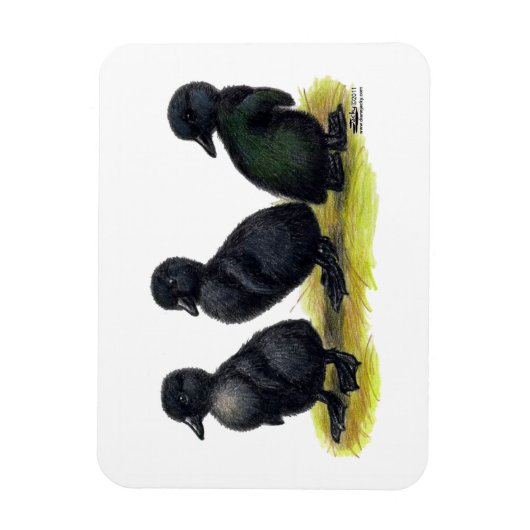 Magnet Flexible Cayuga noir (Vertical)