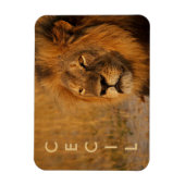 Magnet Flexible Cecil le lion d'Afrique (Vertical)