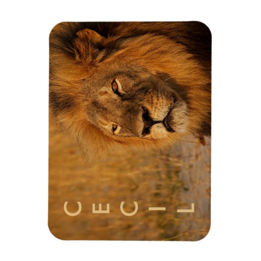 Magnet Flexible Cecil le lion d'Afrique (Vertical)